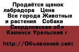 Продаётся щенок лабрадора › Цена ­ 30 000 - Все города Животные и растения » Собаки   . Свердловская обл.,Каменск-Уральский г.